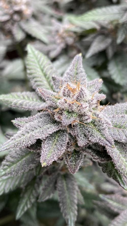 Glazed Pastries#3 (In House Genetics). Week 9