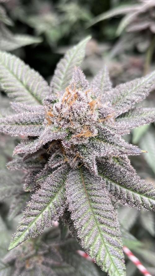 Glazed Pastries#3 (In House Genetics). Week 9