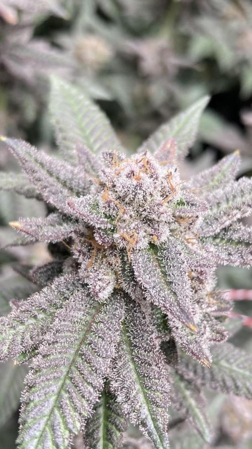 Glazed Pastries#3 (In House Genetics). Week 9