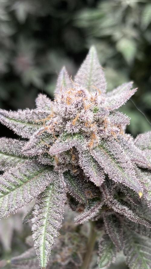 Glazed Pastries#3 (In House Genetics). Week 9