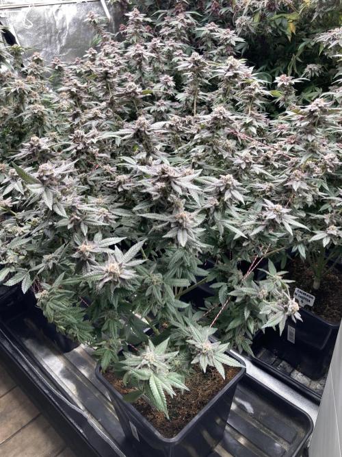 Glazed Pastries#3 (In House Genetics). Week 9