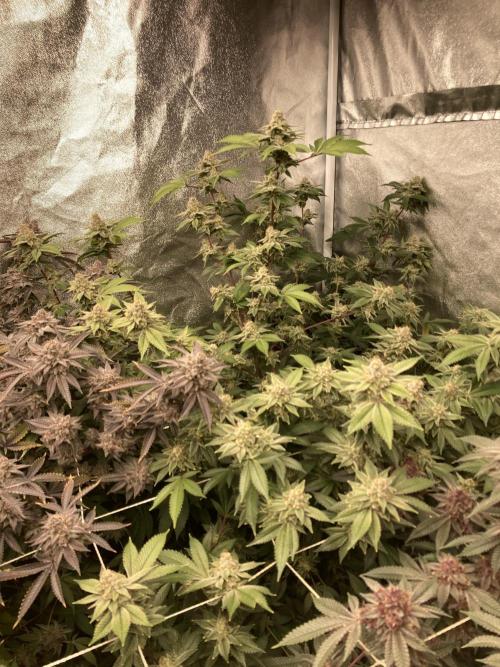 PLATINUMZ#2 (In House Genetics). Week 9