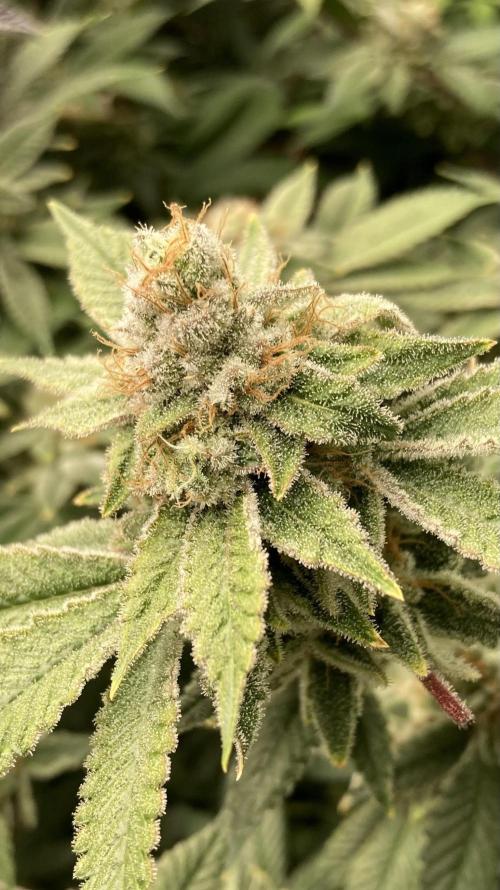 PLATINUMZ#2 (In House Genetics). Week 9