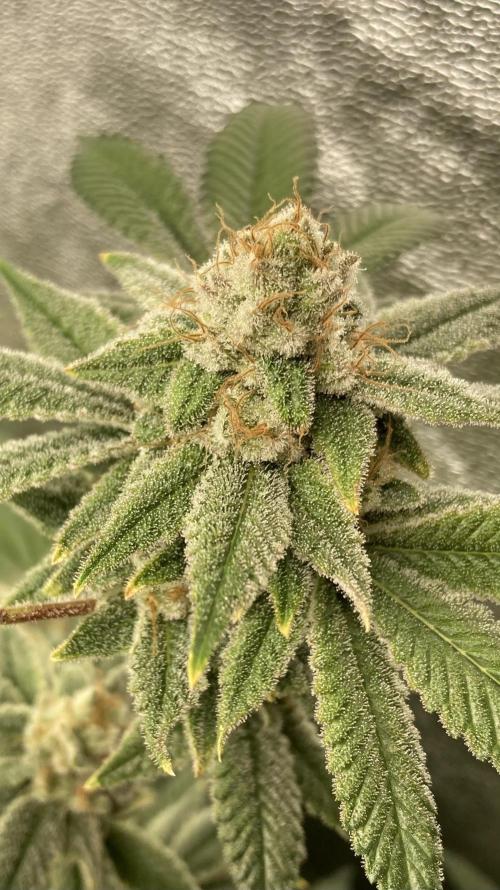 PLATINUMZ#2 (In House Genetics). Week 9