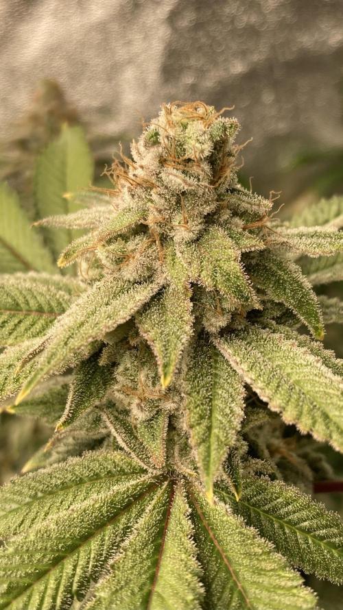 PLATINUMZ#2 (In House Genetics). Week 9