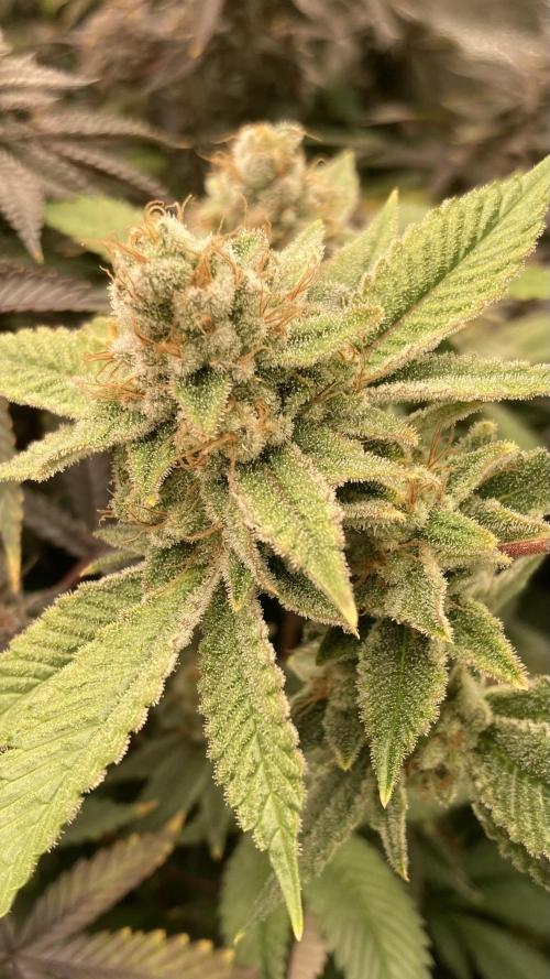 PLATINUMZ#2 (In House Genetics). Week 9