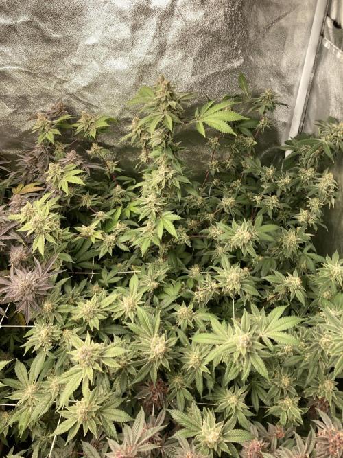 PLATINUMZ#2 (In House Genetics). Week 9