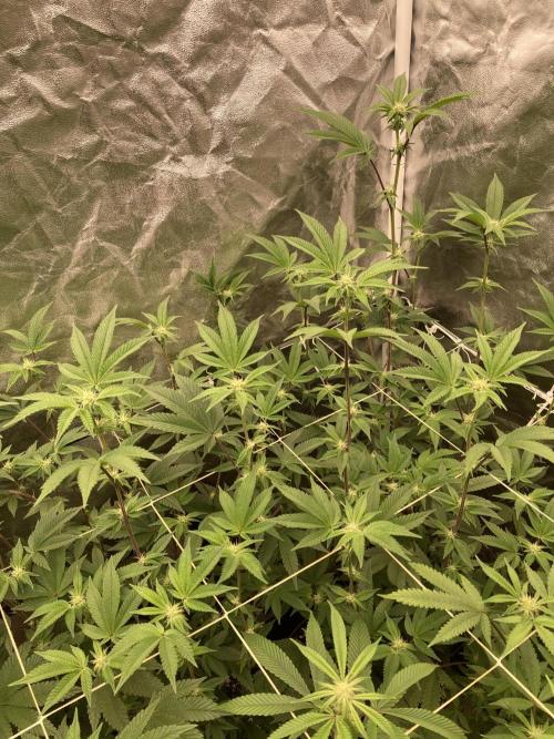 Animorph Mints ‘My Keeper Cut’. Week 4