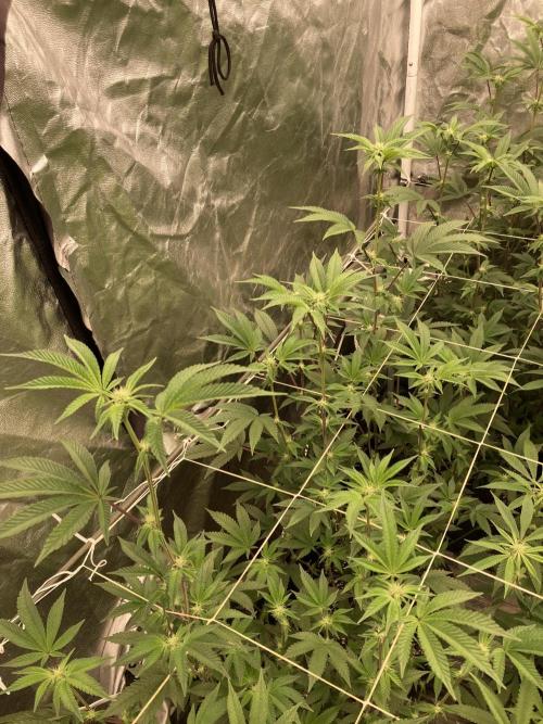 Animorph Mints ‘My Keeper Cut’. Week 4