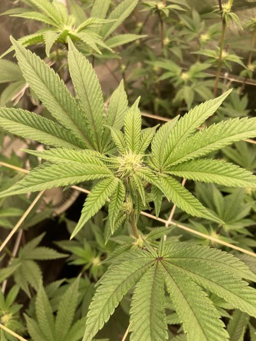 Animorph Mints ‘My Keeper Cut’. Week 4