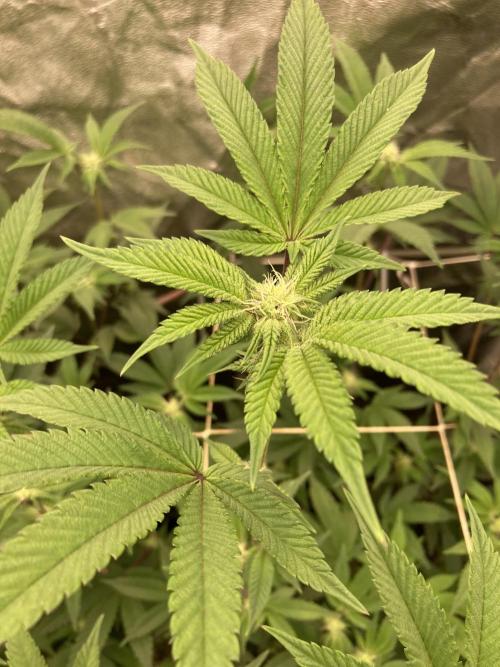 Animorph Mints ‘My Keeper Cut’. Week 4