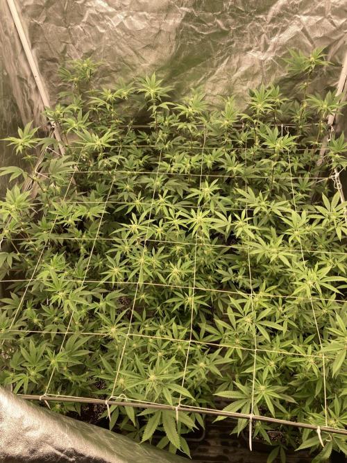 Animorph Mints ‘My Keeper Cut’. Week 4