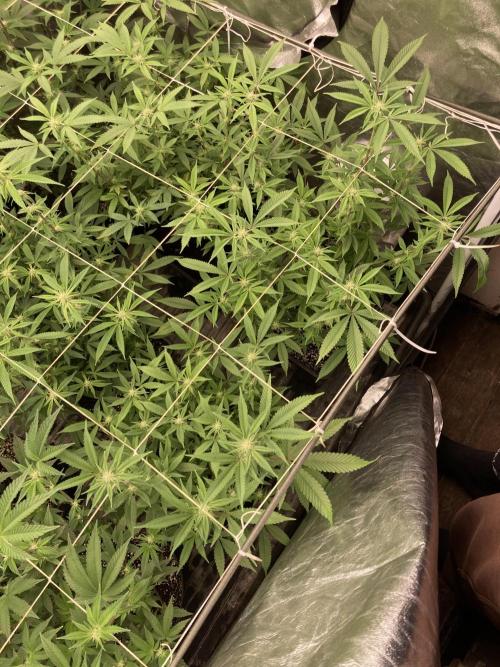 Glazed Pastries Clones (In House Gen). Week 4