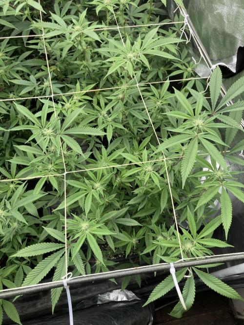 Glazed Pastries Clones (In House Gen). Week 4