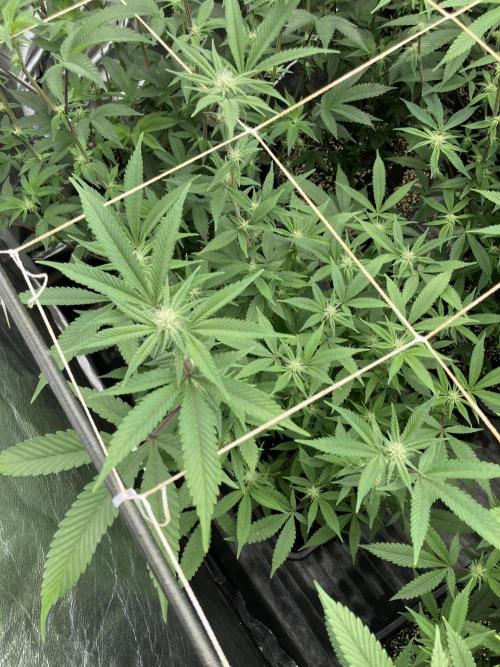 Glazed Pastries Clones (In House Gen). Week 4