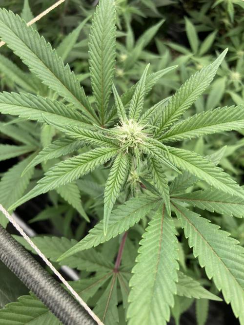 Glazed Pastries Clones (In House Gen). Week 4