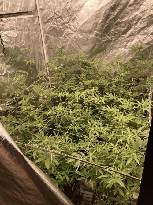 Pink Runtz x Hollywood Clones (Cookies). Week 4