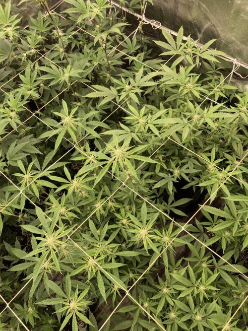 Pink Runtz x Hollywood Clones (Cookies). Week 4