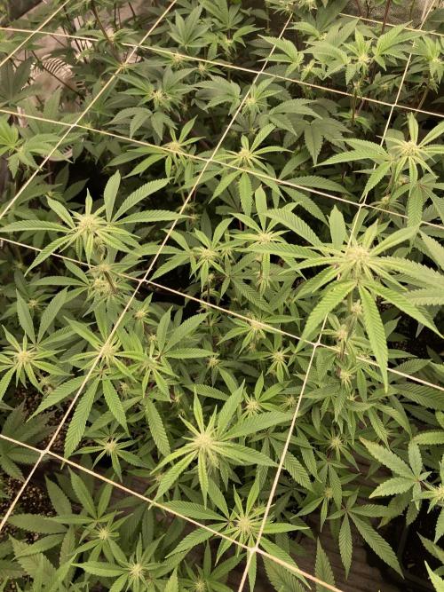 Pink Runtz x Hollywood Clones (Cookies). Week 4