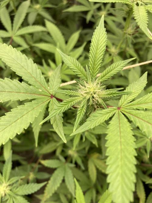 Pink Runtz x Hollywood Clones (Cookies). Week 4