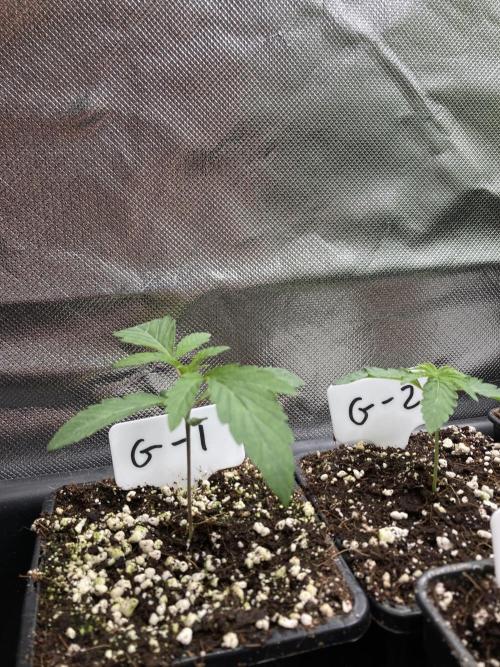 Gastini (LIT Farms). Week 2