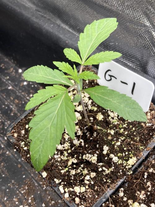 Gastini (LIT Farms). Week 2