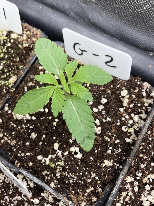 Gastini (LIT Farms). Week 2