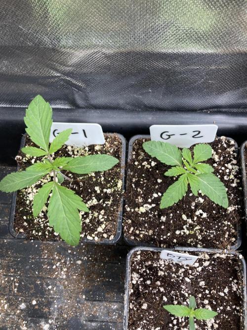 Gastini (LIT Farms). Week 2