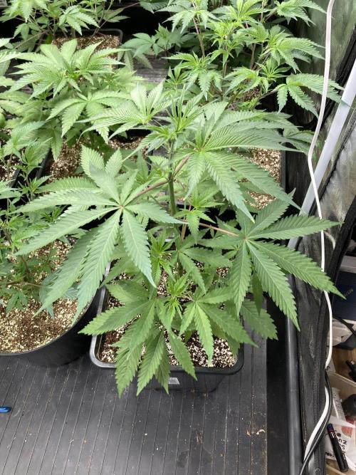 Platinum IX (In House Genetics). Week 5