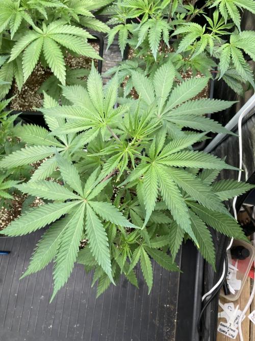 Platinum IX (In House Genetics). Week 5