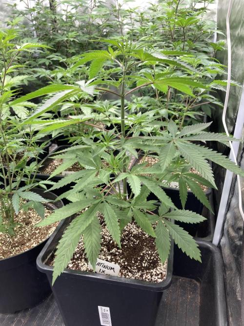 Platinum IX (In House Genetics). Week 5