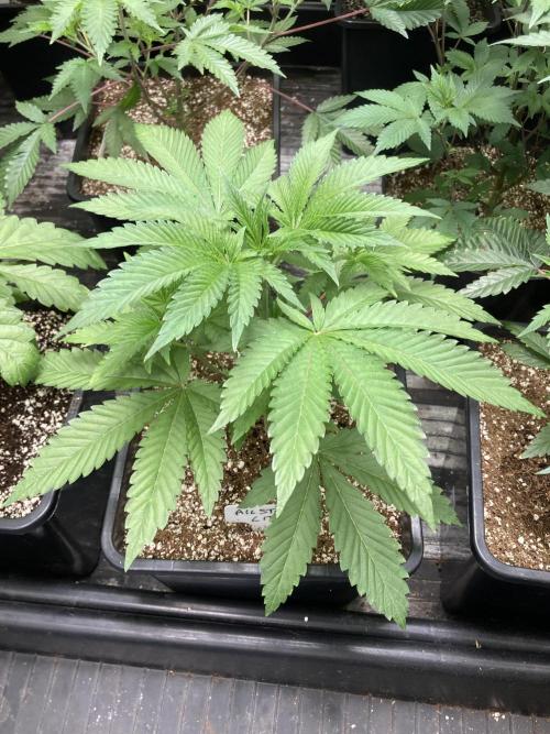 All Starz (LIT FARMS). Week 5