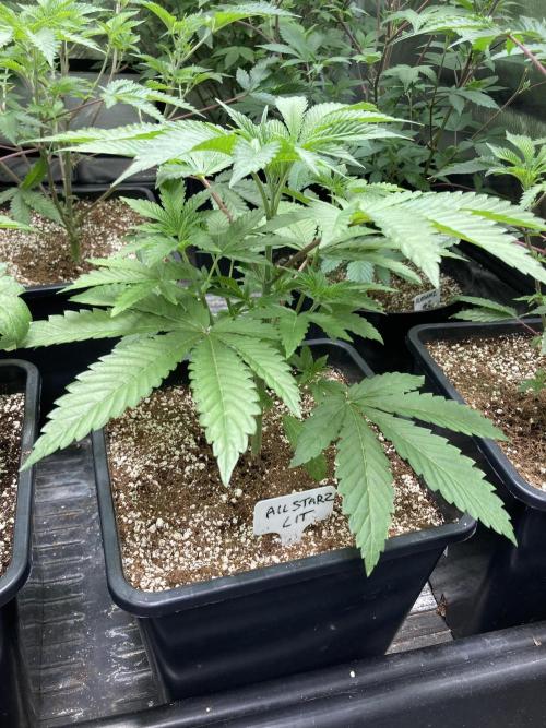 All Starz (LIT FARMS). Week 5