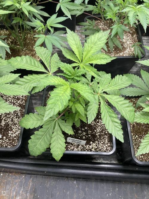 Chrome Dome (Compound Genetics). Week 5