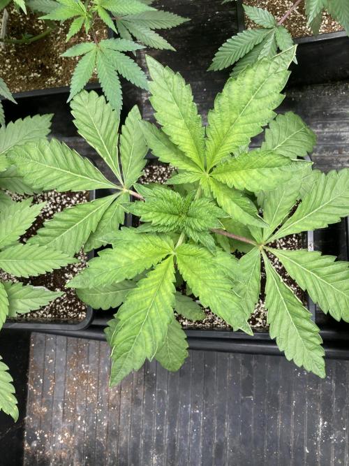 Chrome Dome (Compound Genetics). Week 5