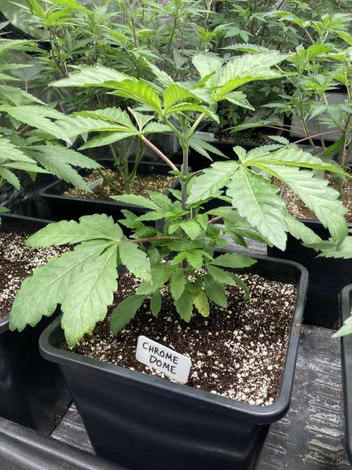 Chrome Dome (Compound Genetics). Week 5