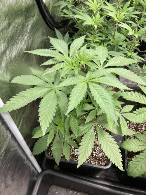 Gas Cream Runtz (LIT FARMS). Week 5