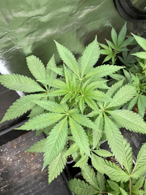 Gas Cream Runtz (LIT FARMS). Week 5