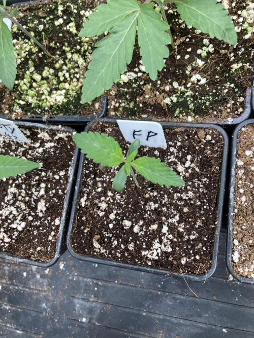 FrozayPie x MannaMountain (ttcultivator). Week 1