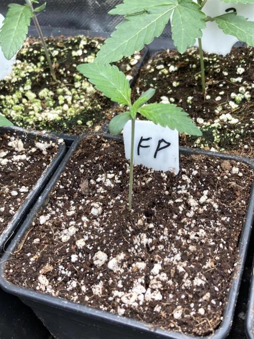 FrozayPie x MannaMountain (ttcultivator). Week 1