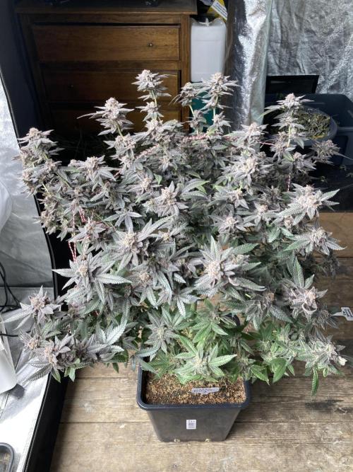 Glazed Pastries#3 (In House Genetics). Week 10