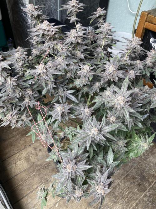 Glazed Pastries#3 (In House Genetics). Week 10