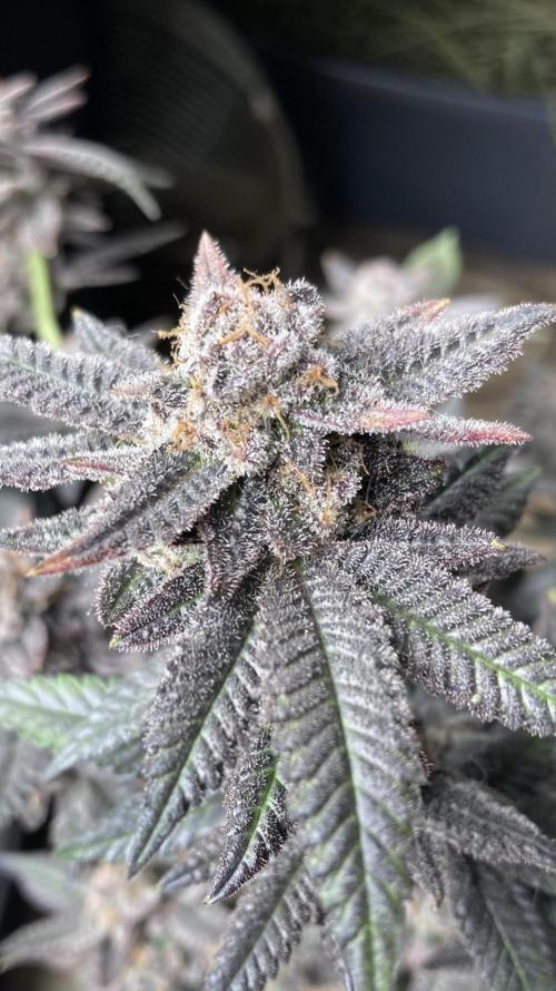 Glazed Pastries#3 (In House Genetics). Week 10