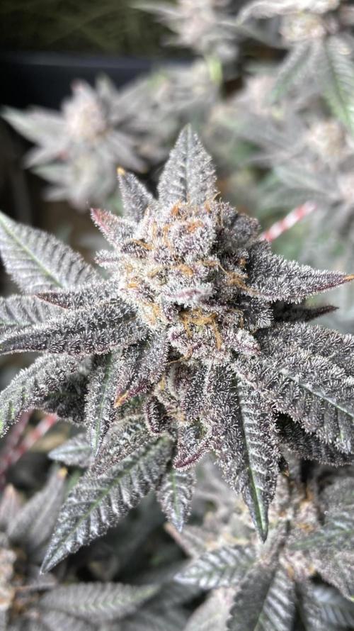 Glazed Pastries#3 (In House Genetics). Week 10