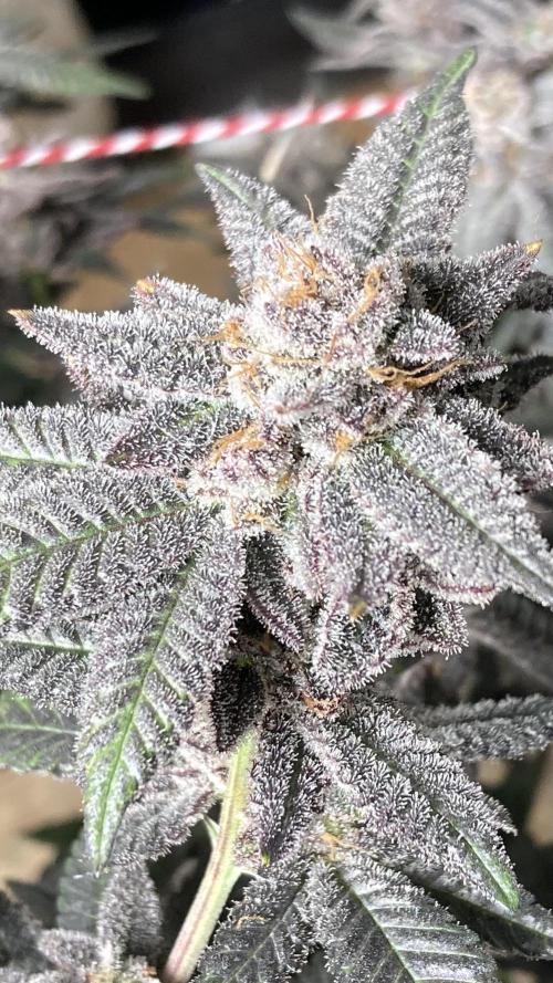 Glazed Pastries#3 (In House Genetics). Week 10