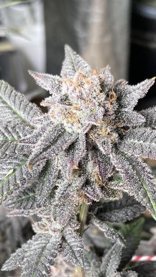 Glazed Pastries#3 (In House Genetics). Week 10