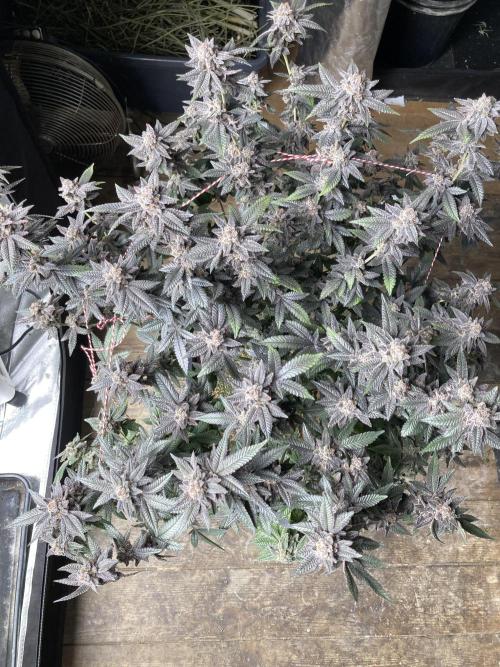 Glazed Pastries#3 (In House Genetics). Week 10