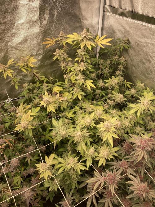 PLATINUMZ#2 (In House Genetics). Week 10