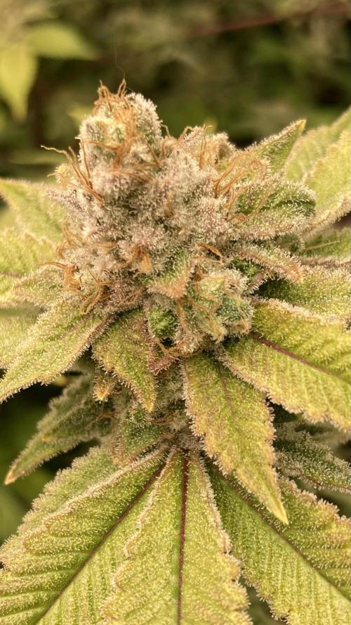 PLATINUMZ#2 (In House Genetics). Week 10