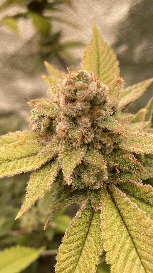 PLATINUMZ#2 (In House Genetics). Week 10